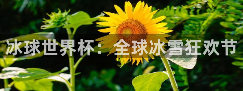 2026年世界杯：冰球世界杯：全球冰雪狂欢节